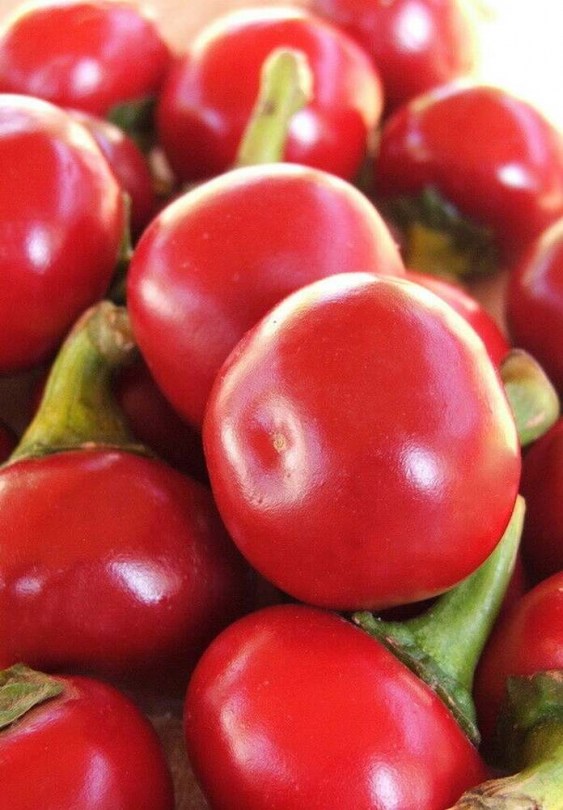 Kalocsai cseresznyepaprika - Csípős paprika ritkaságok az Egzotikus Növények Stúdiója kínálatában